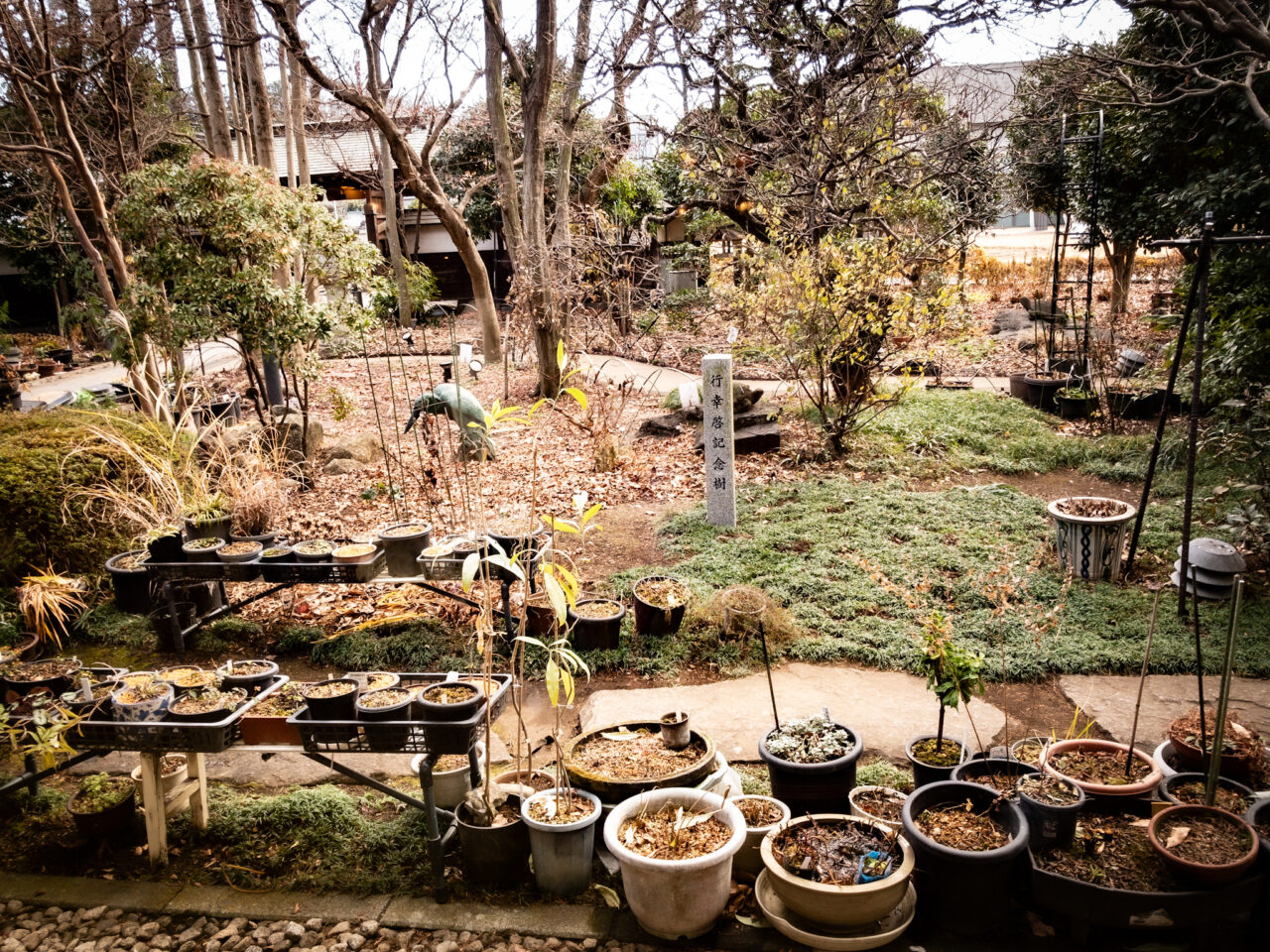 2025年1月 耕心館の庭園