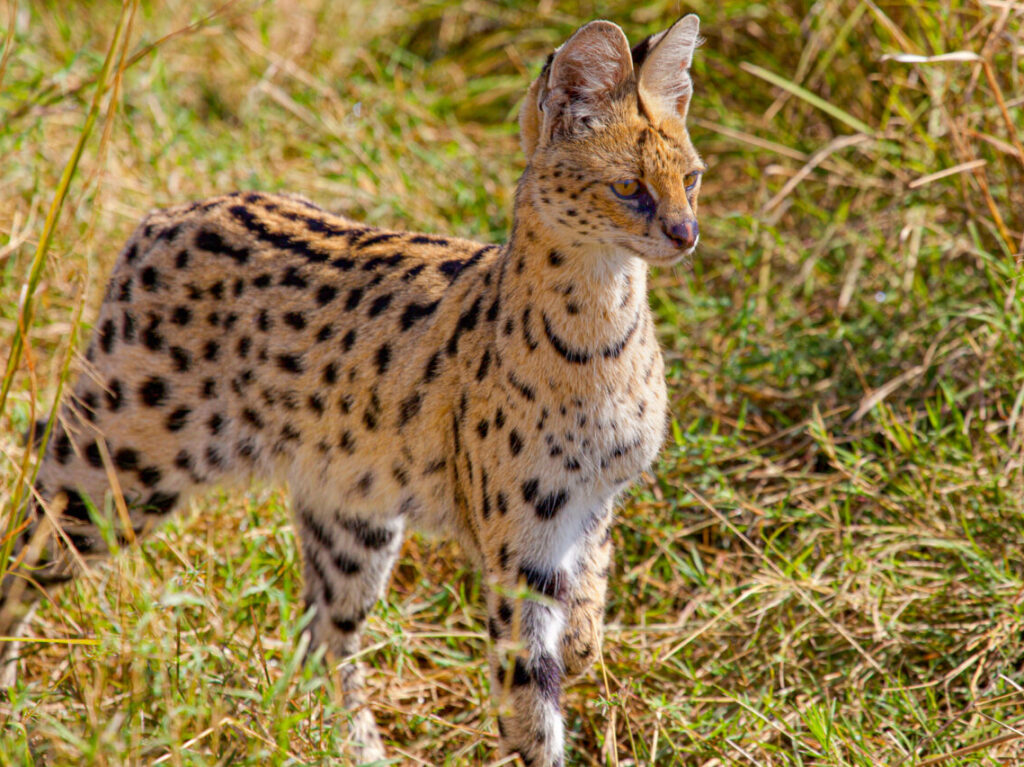 2025年2月 ヒノトントンZOO サーバルキャット