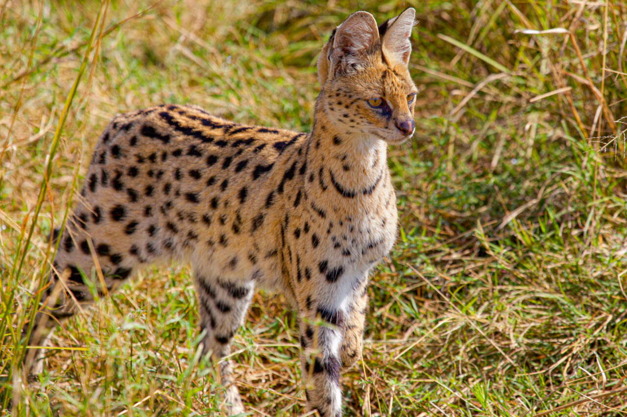 2025年2月 ヒノトントンZOO サーバルキャット