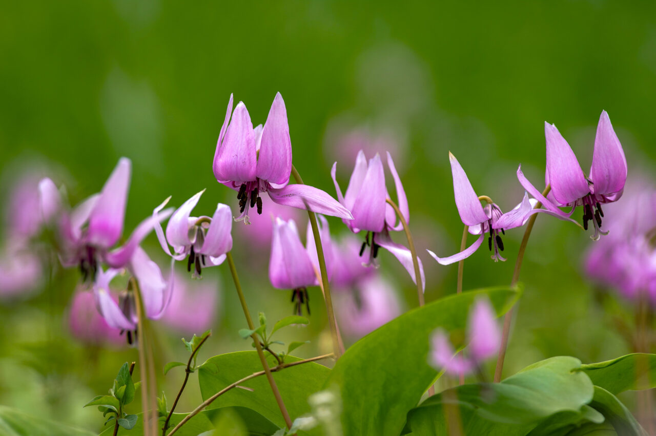 2025年3月 さやま花多来里の郷 カタクリの花