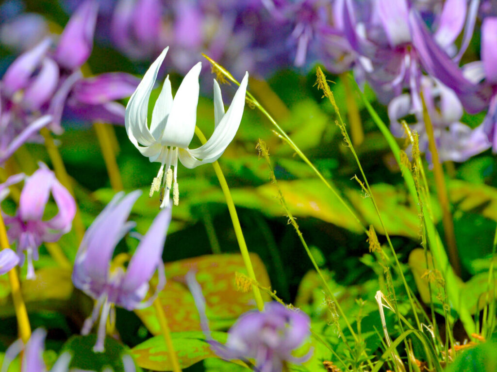 2025年3月 さやま花多来里の郷 白いカタクリの花