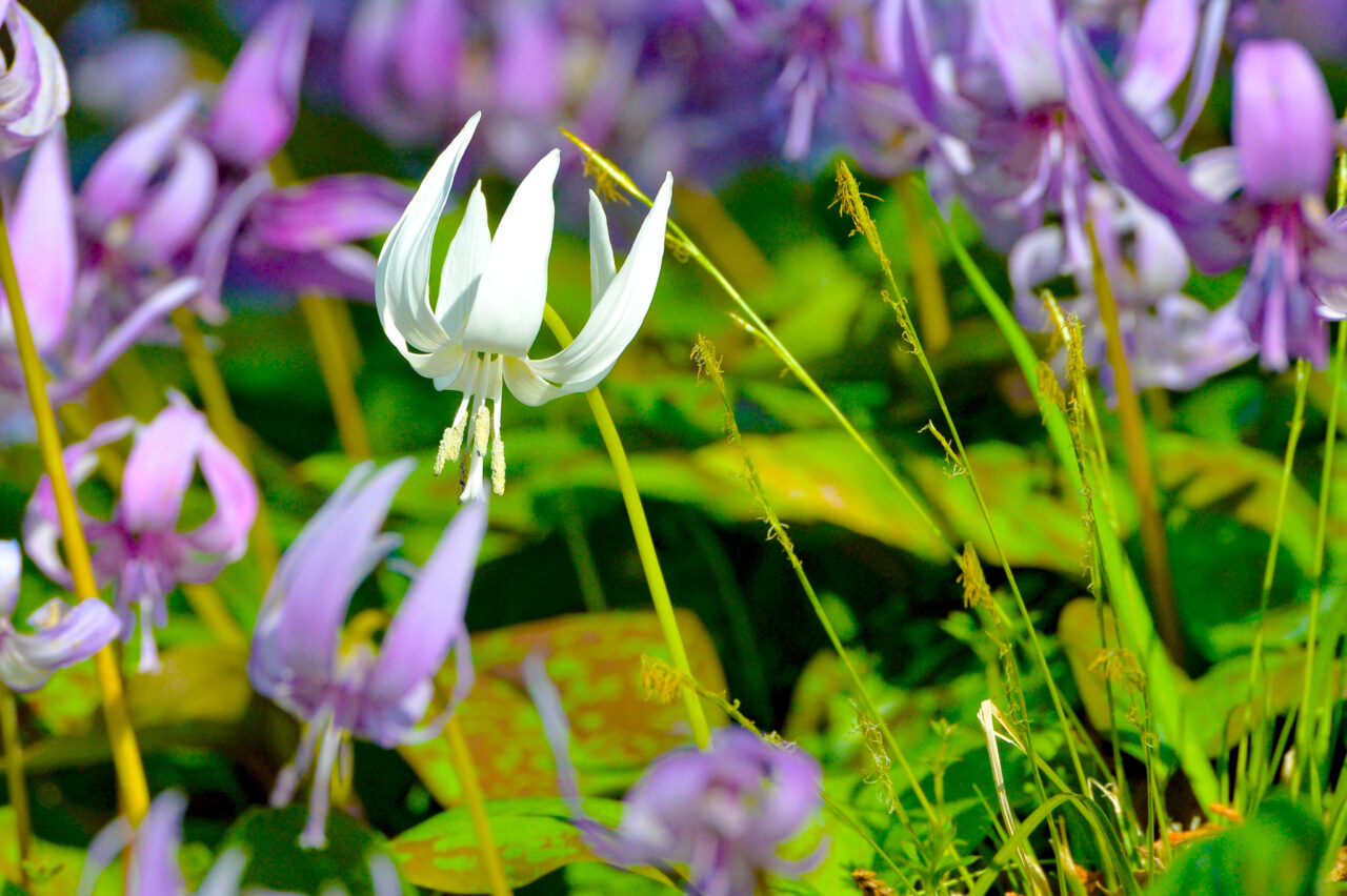 2025年3月 さやま花多来里の郷 白いカタクリの花