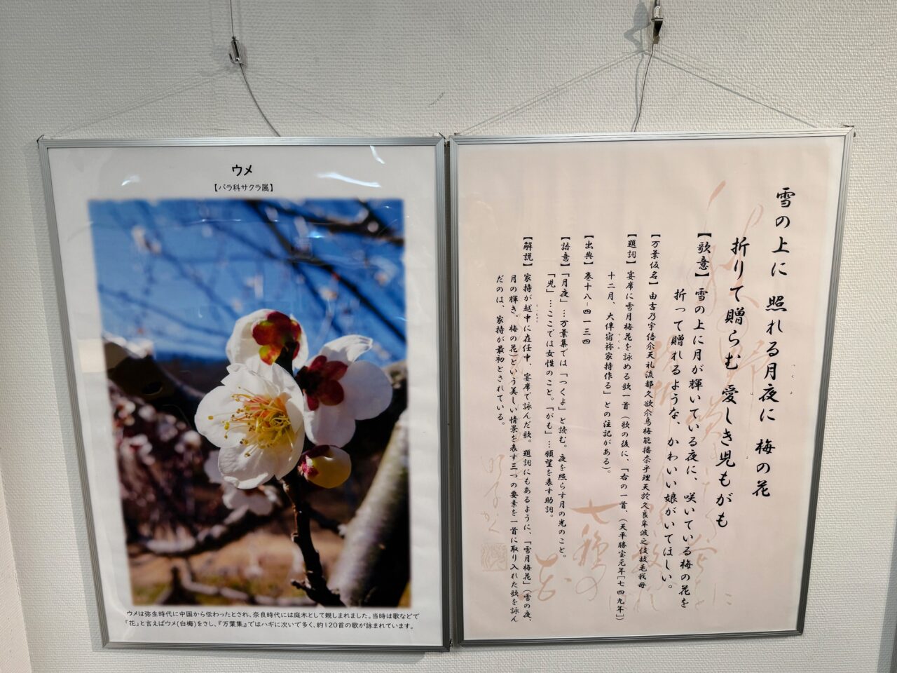 2025年4月 瑞穂町郷土資料館耕心館 万葉集と山野草 4