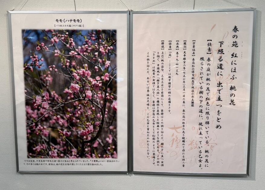2025年4月 瑞穂町郷土資料館耕心館 万葉集と山野草 3