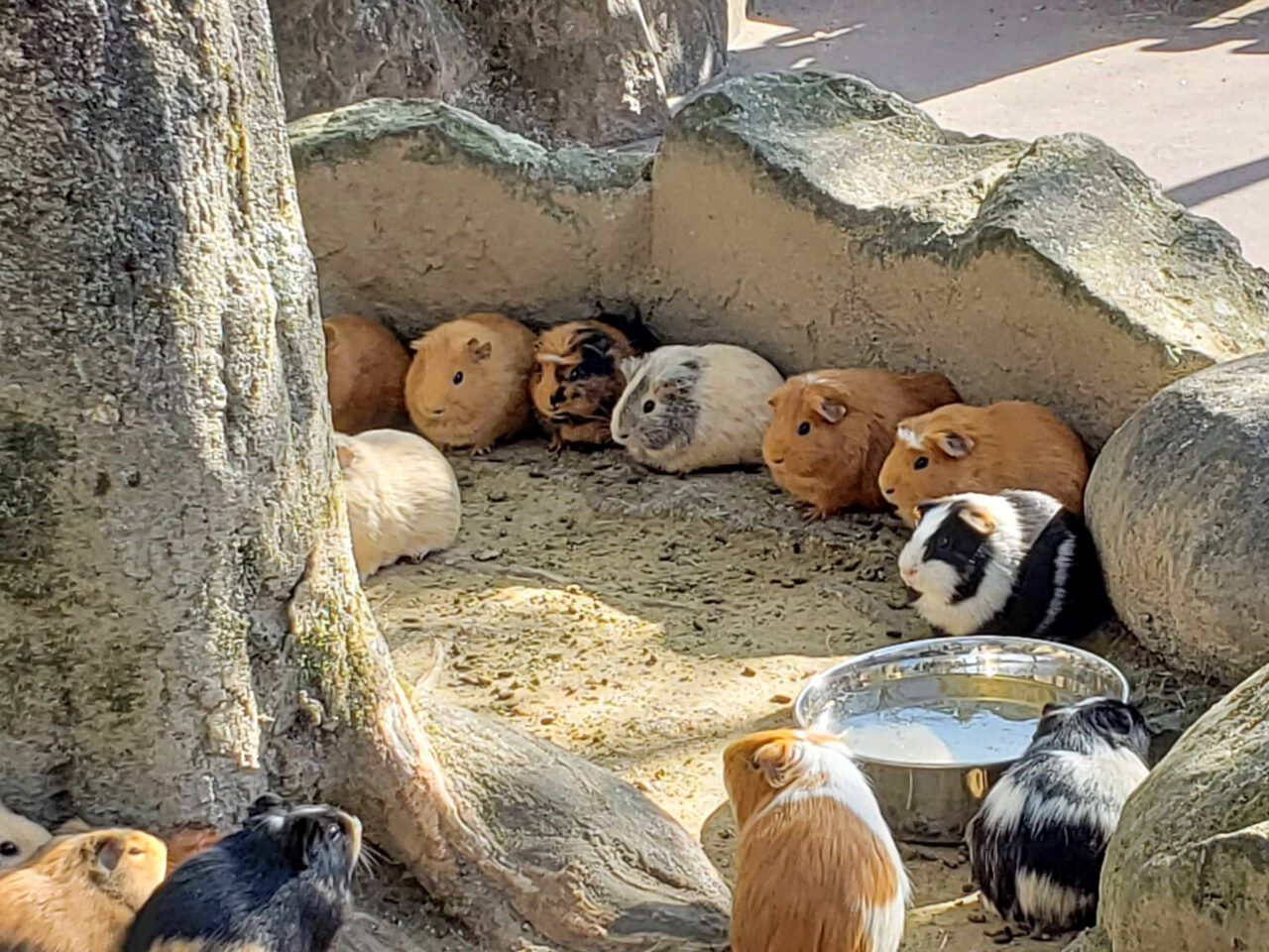 2025年5月 動物ふれあいフェスタ モルモット