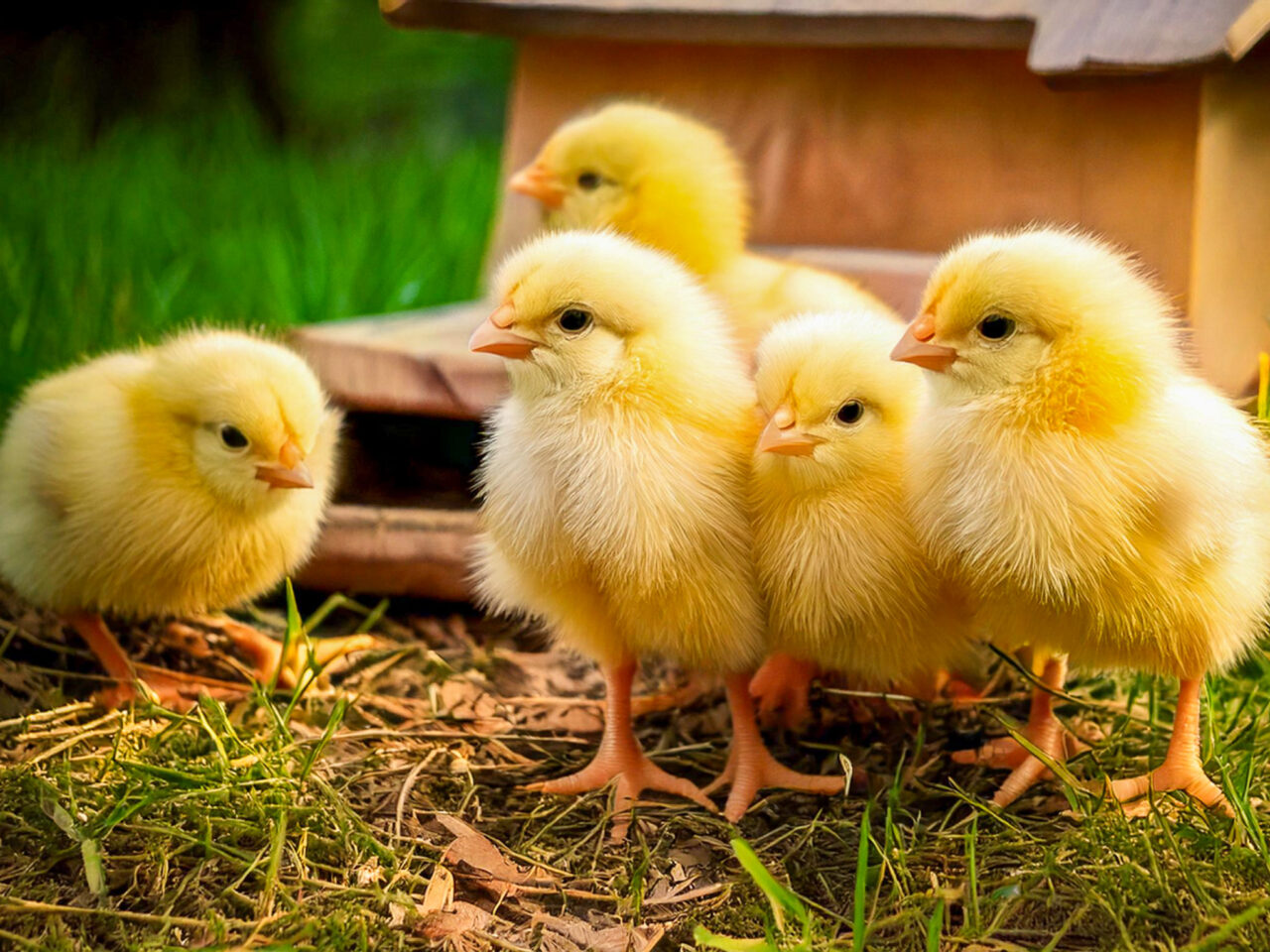 2025年5月 動物ふれあいフェスタ ひよこ