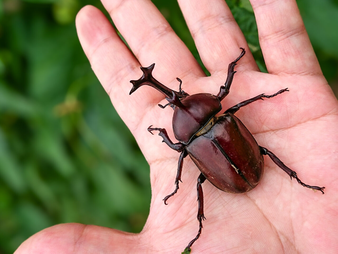 2025年6月 羽村のいきもの見つけ隊 カブトムシ
