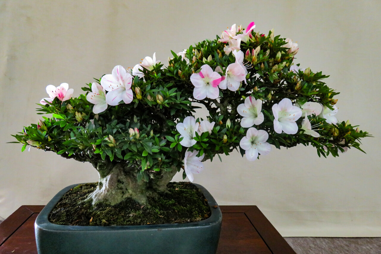 2025年10月 青梅市芸術文化祭 盆栽展