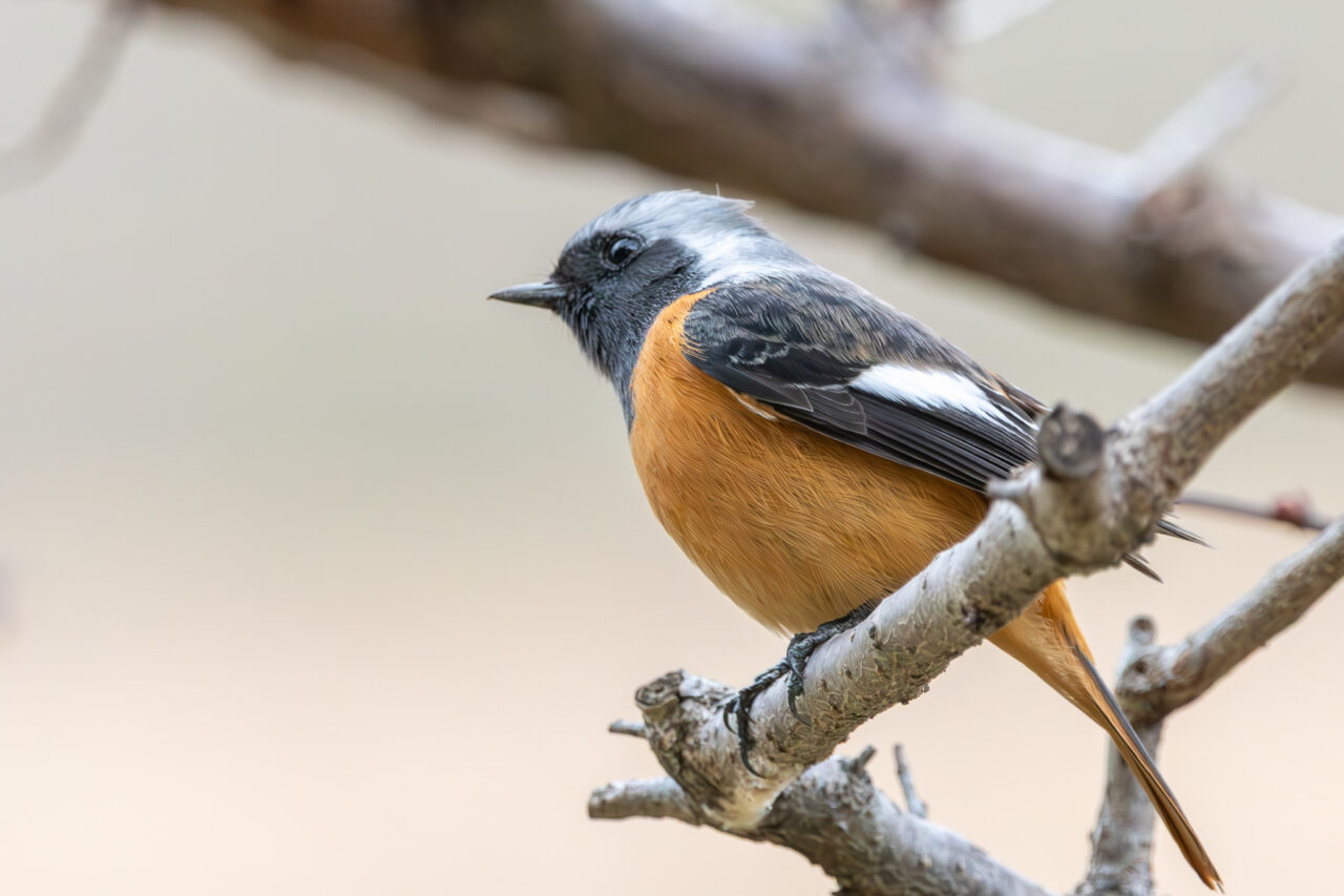 25年11月 冬の探鳥会 mein 3