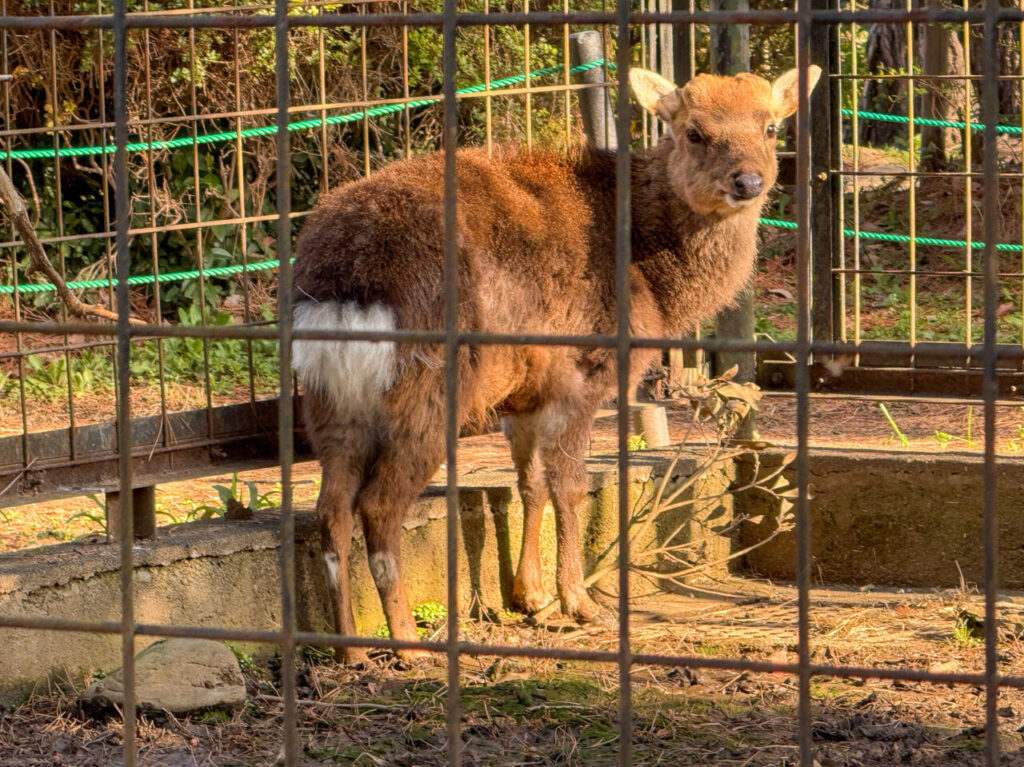 2025年11月 愛情はむらまつり 2