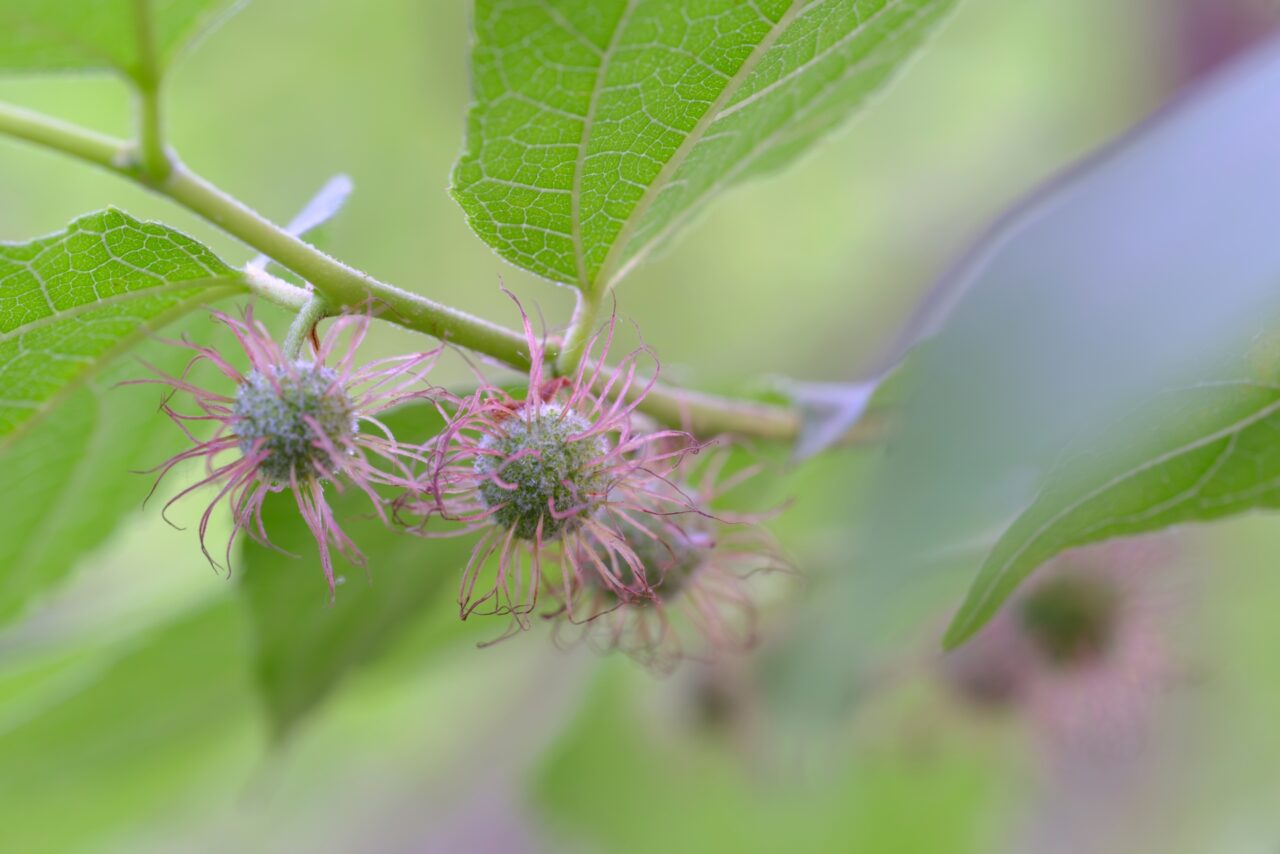 2026年1月 Interior Card Paper mulberry 1
