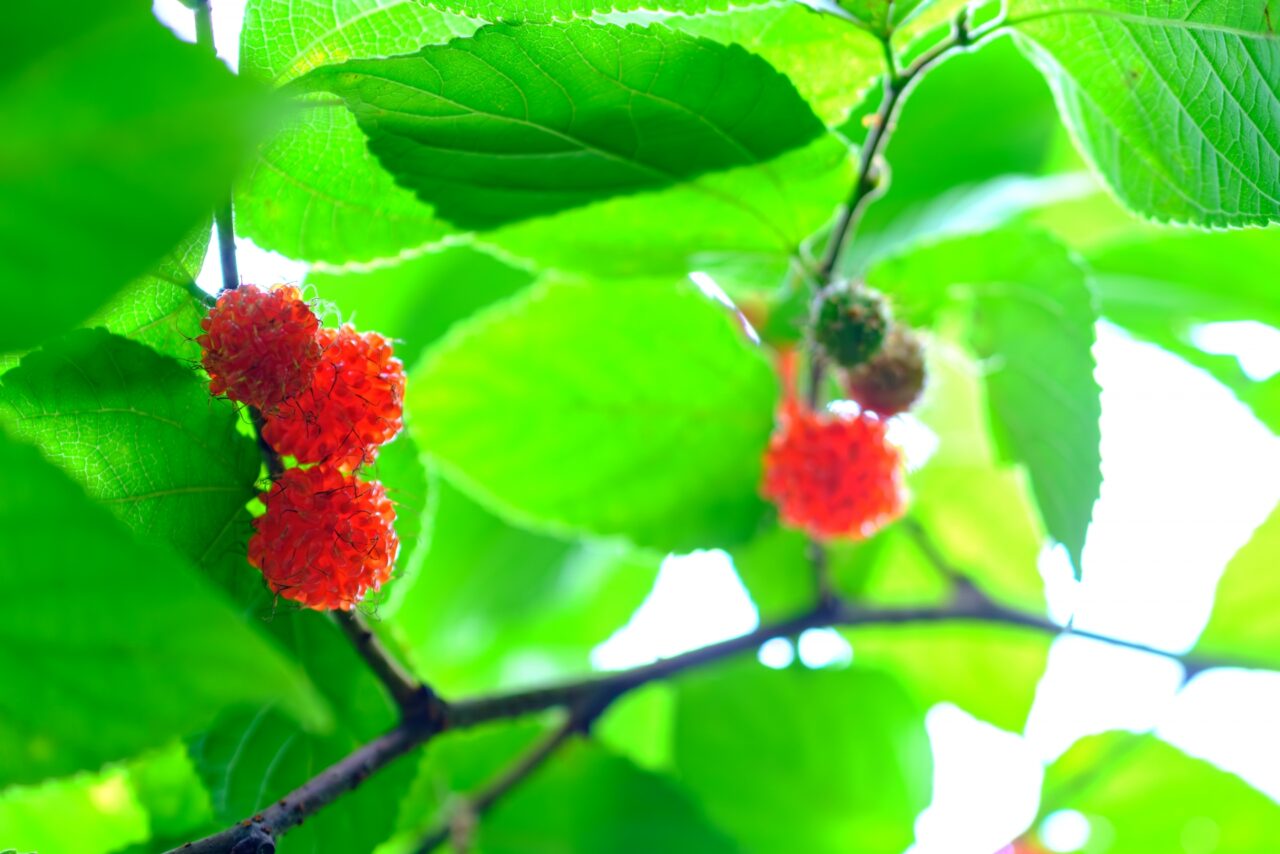 2026年1月 Interior Card Paper mulberry 2