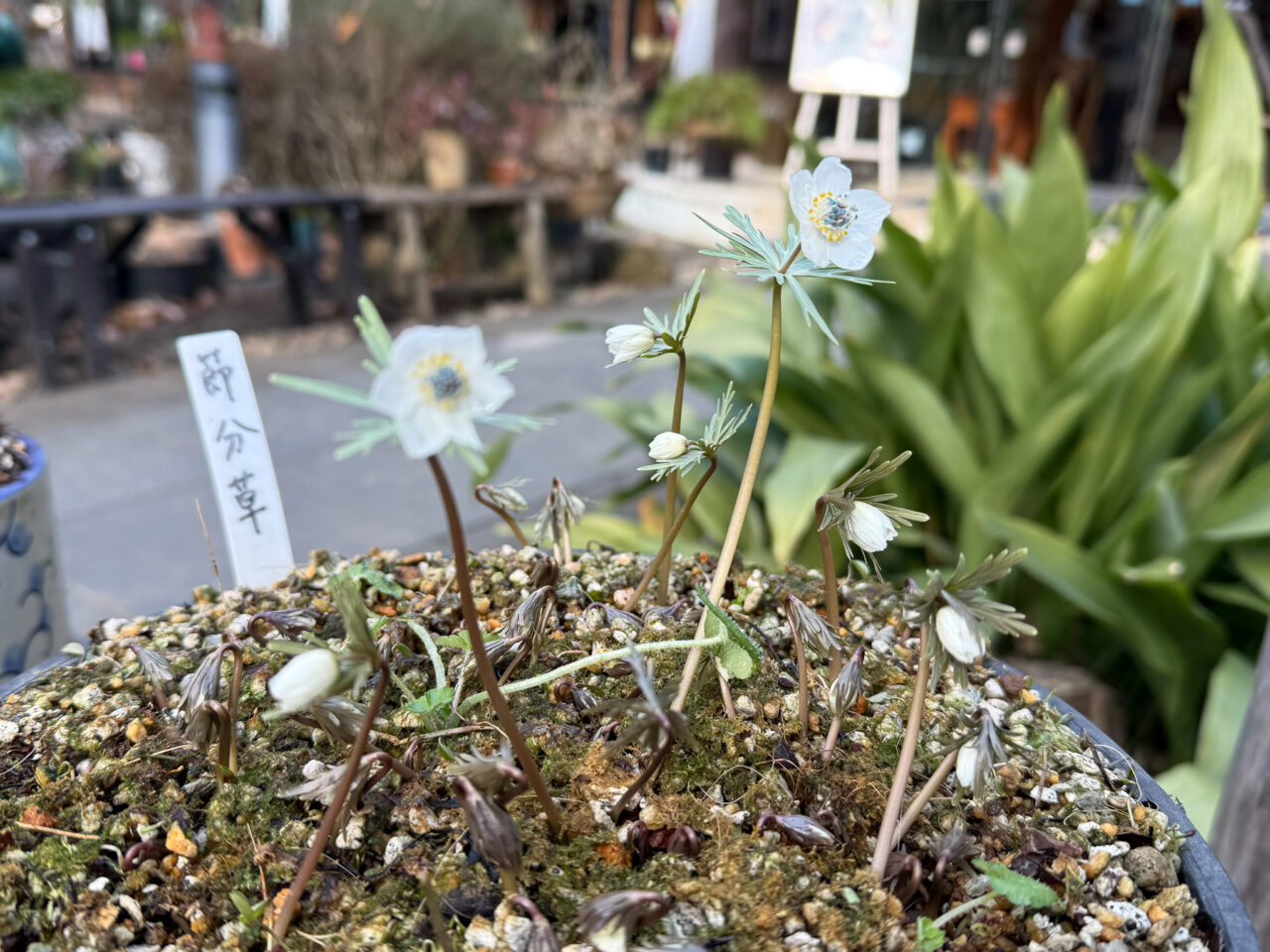 2026年2月 瑞穂町郷土資料館 Storia 6-3