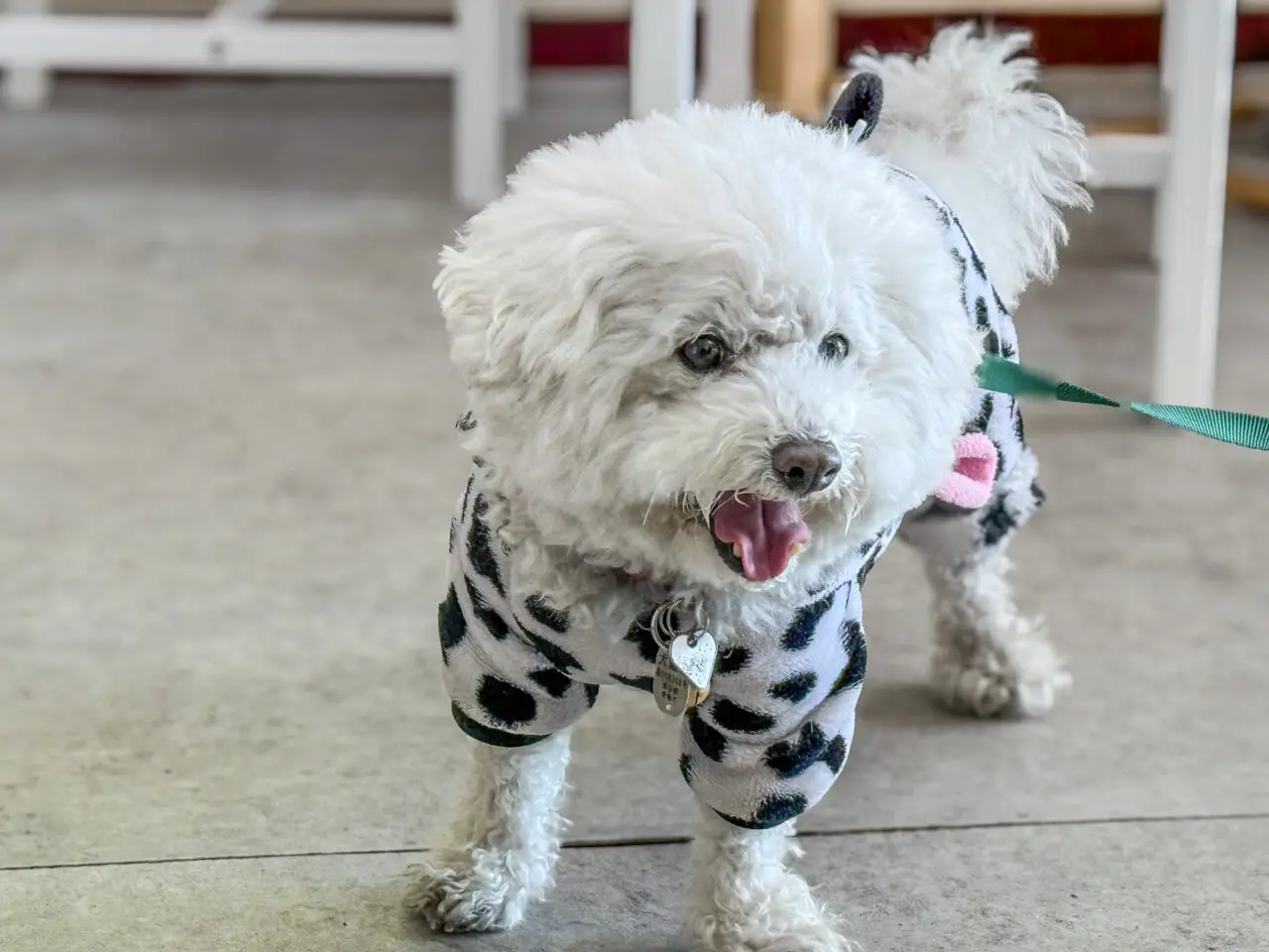 2026年2月 Toful Bagel cafe ROA