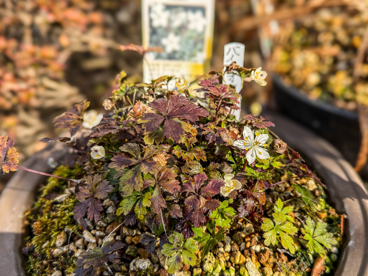 2026年2月 瑞穂町郷土資料館 Storia 7