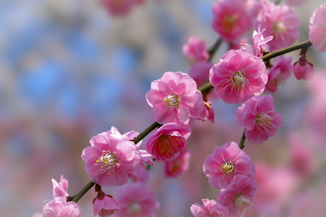 2026年2月 吉野梅郷梅まつり Yoshino Baigo Plum Blossoms