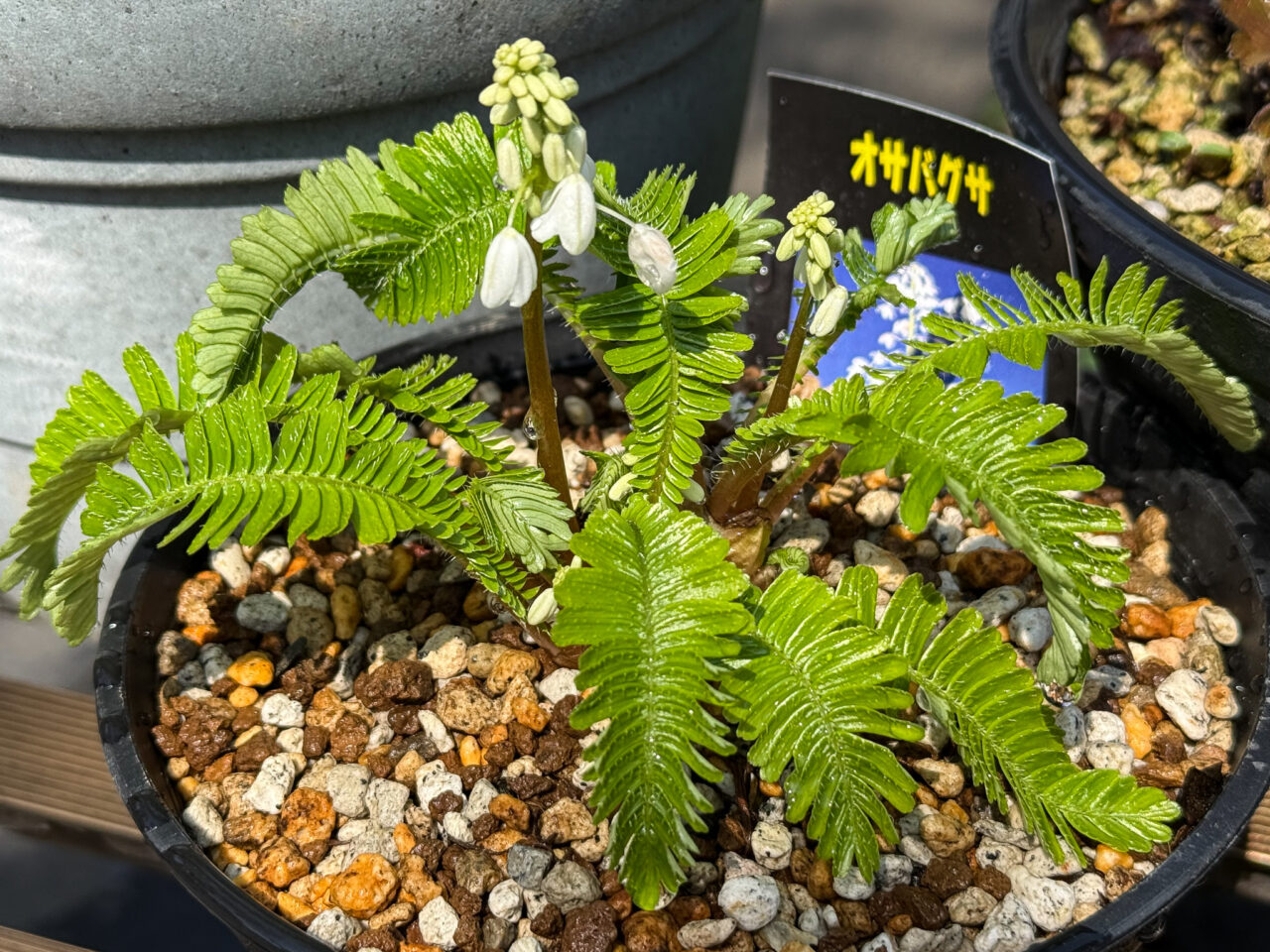 2026年3月 耕心館の山野草 Wildflowers 2