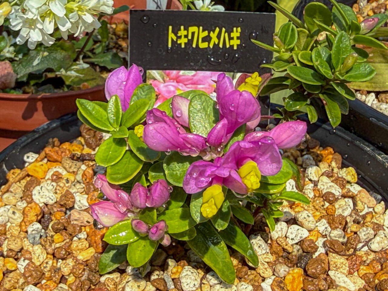 2026年3月 耕心館の山野草 Wildflowers 5