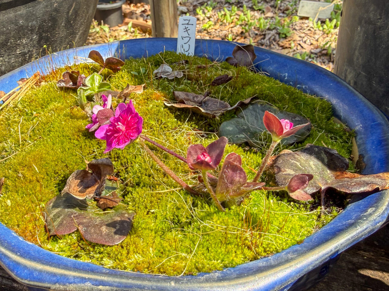 2026年3月 耕心館の山野草 Wildflowers 6