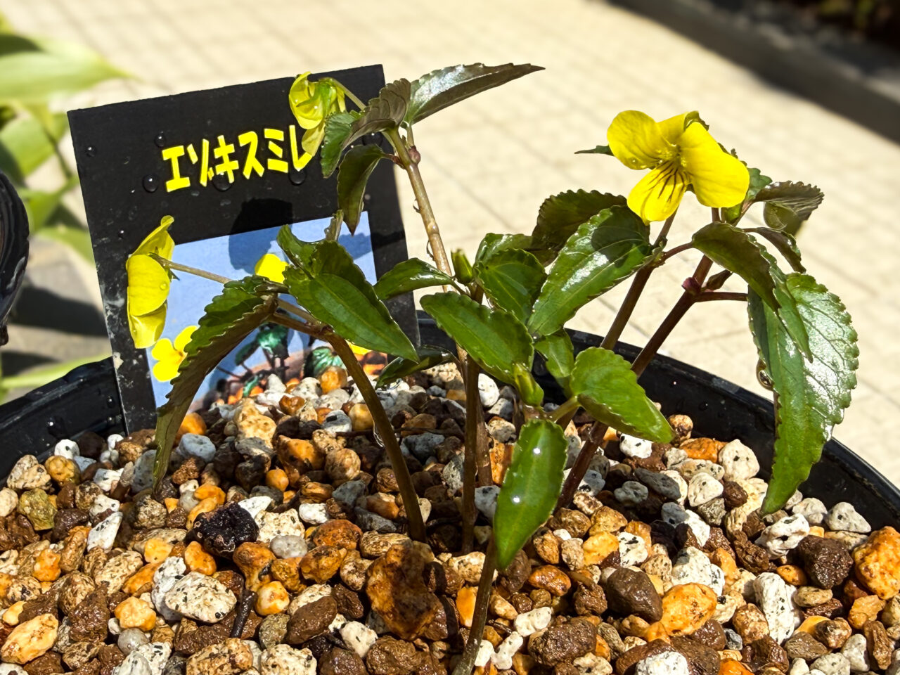 2026年3月 耕心館の山野草 Wildflowers 1