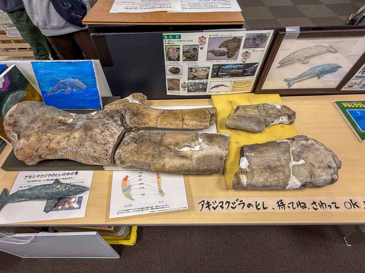 2026年3月 多摩の化石可視化展 tenji1