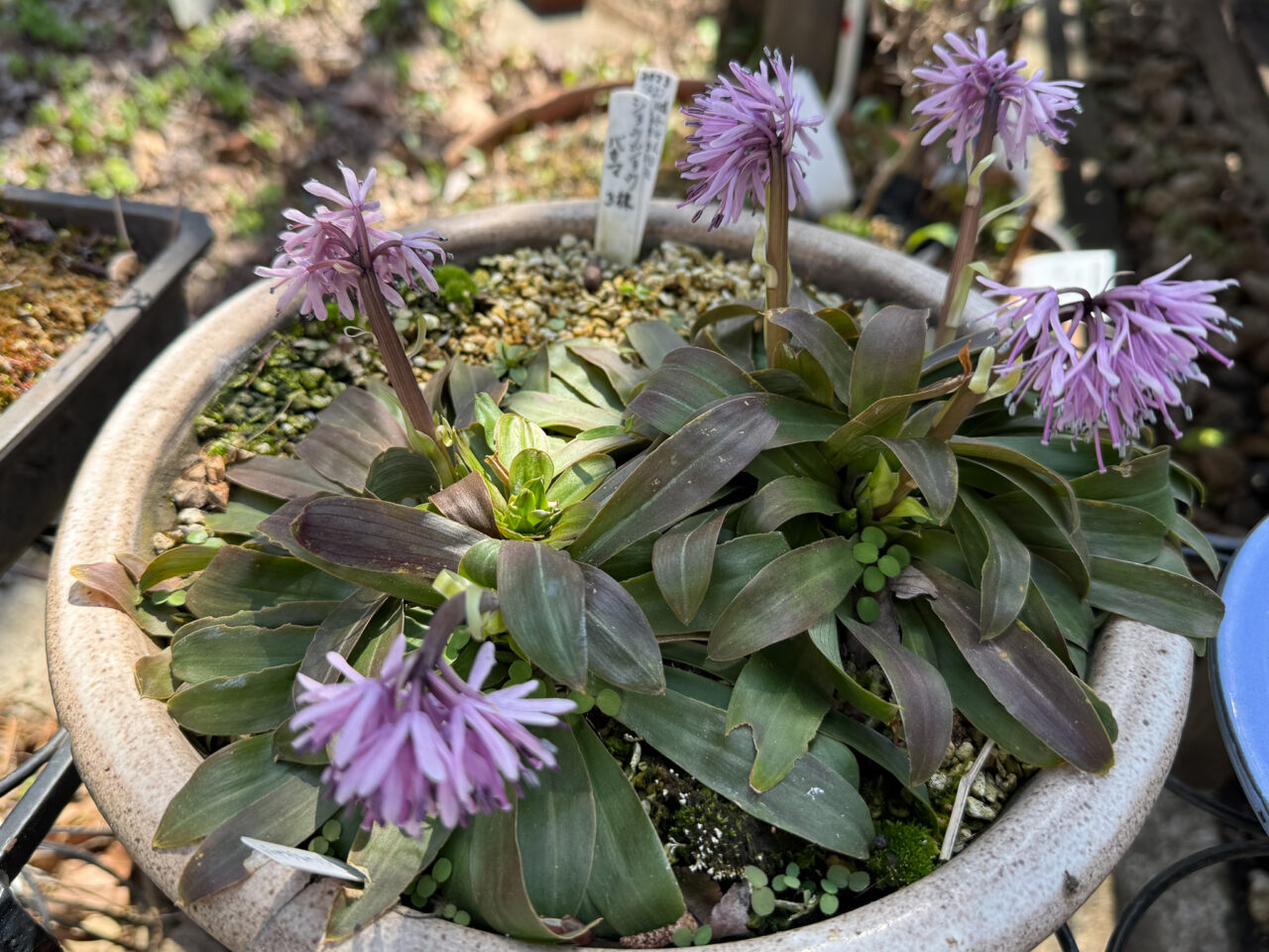 2026年3月 耕心館の山野草 Wildflowers 4