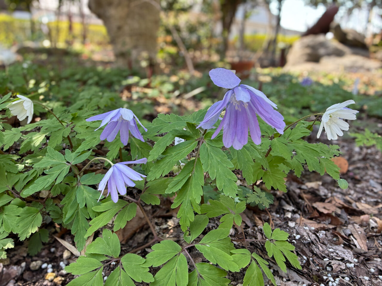 2026年3月 耕心館の山野草 Wildflowers 3