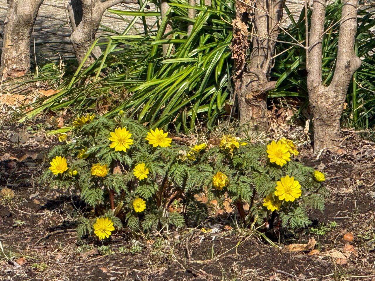 2026年3月 旧下田家住宅のひな人形 shimodake jutaku7