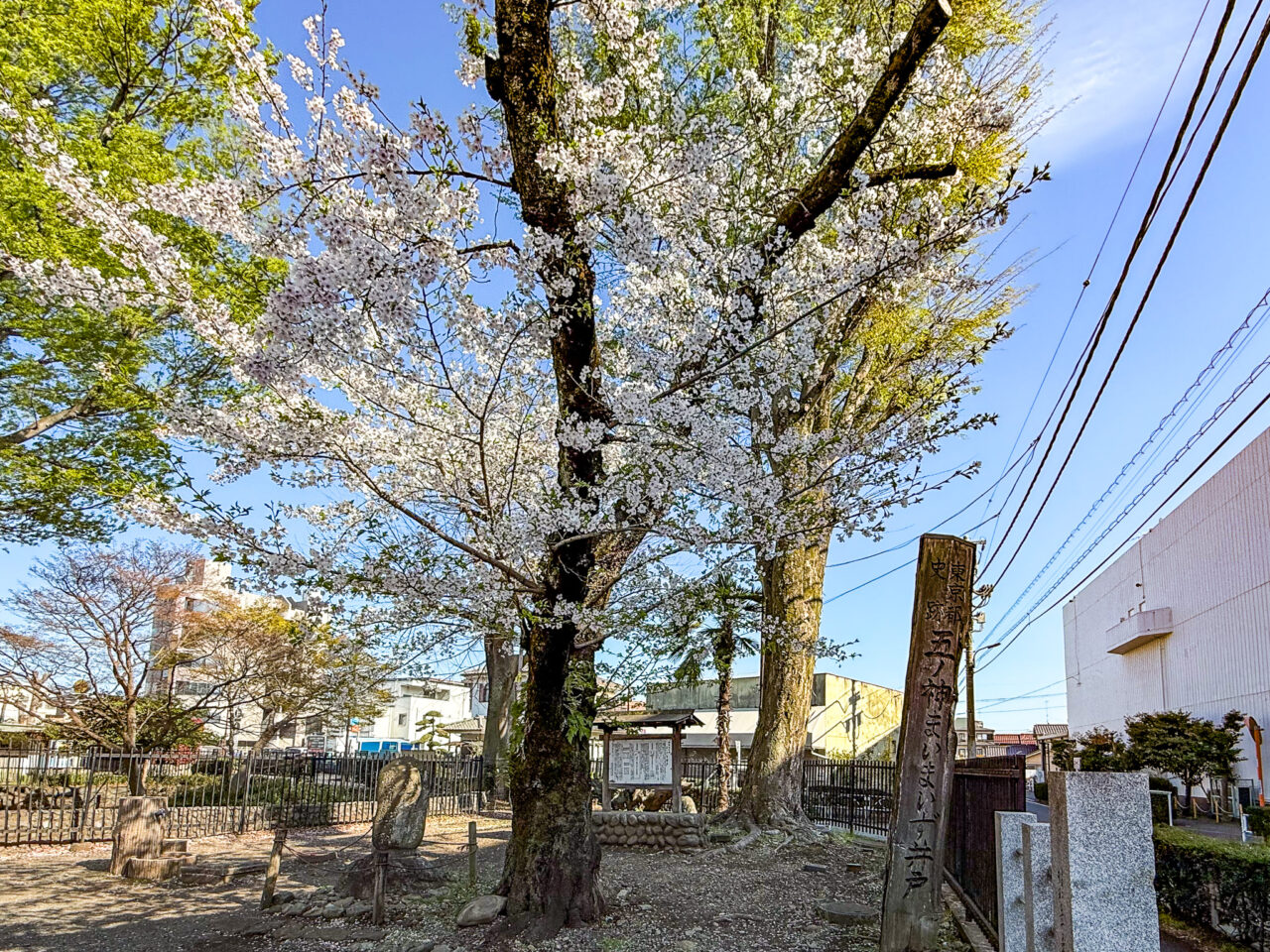 2026年4月 まいまいず井戸 Maimaizu Well-2