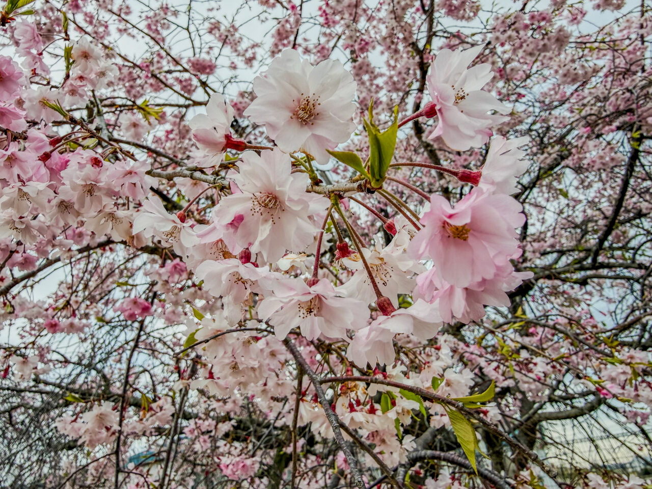 2026年4月 はむら花と水のまつり 2026 2026年4月 はむら花と水のまつり 2026 public relations 1-1