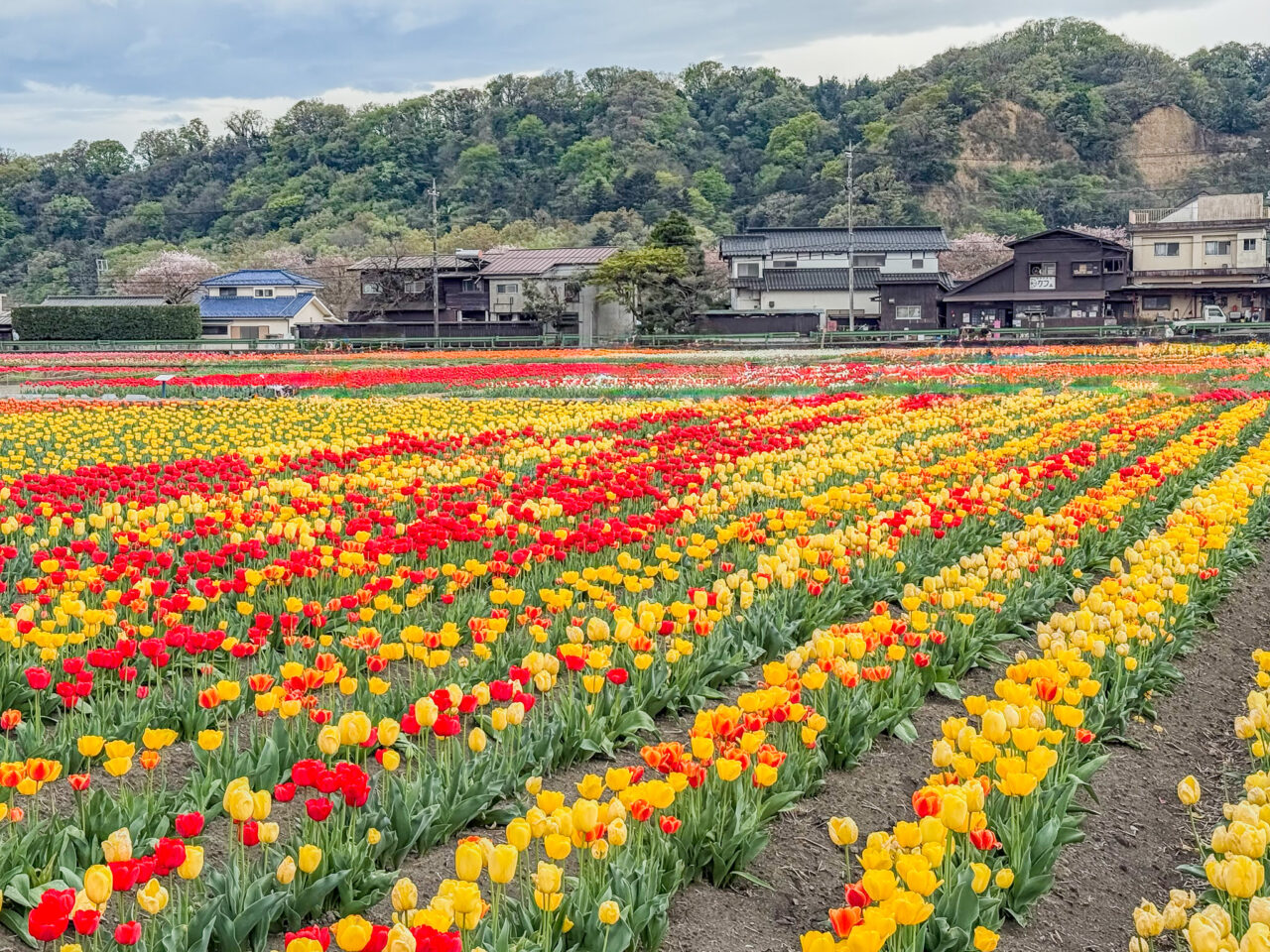 と水のまつり 2026 2026年4月 はむら花と水のまつり 2026 public relations 2