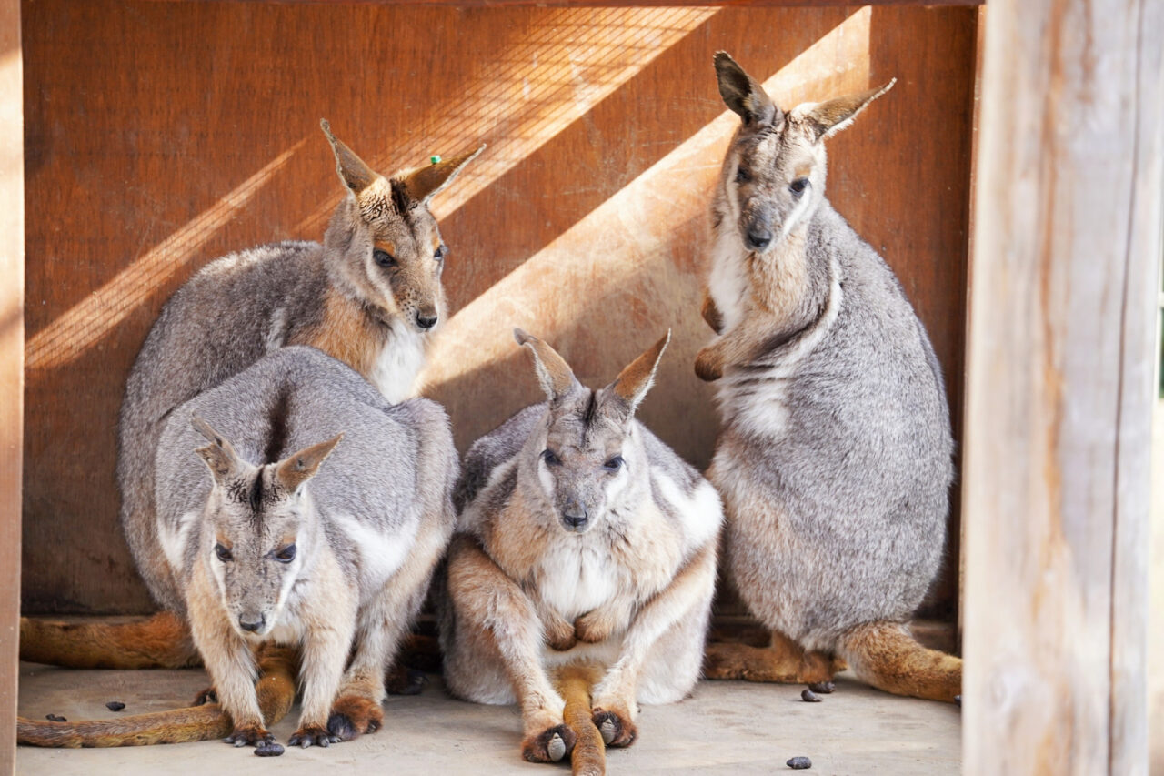 2026年4月 ヒノトントン Z00 hinotonton-2