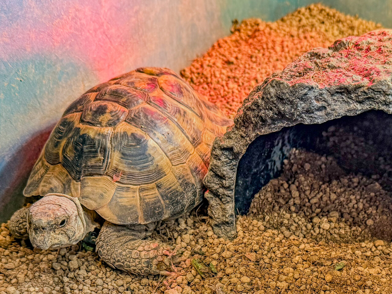 2026年4月 mogu cafe 5