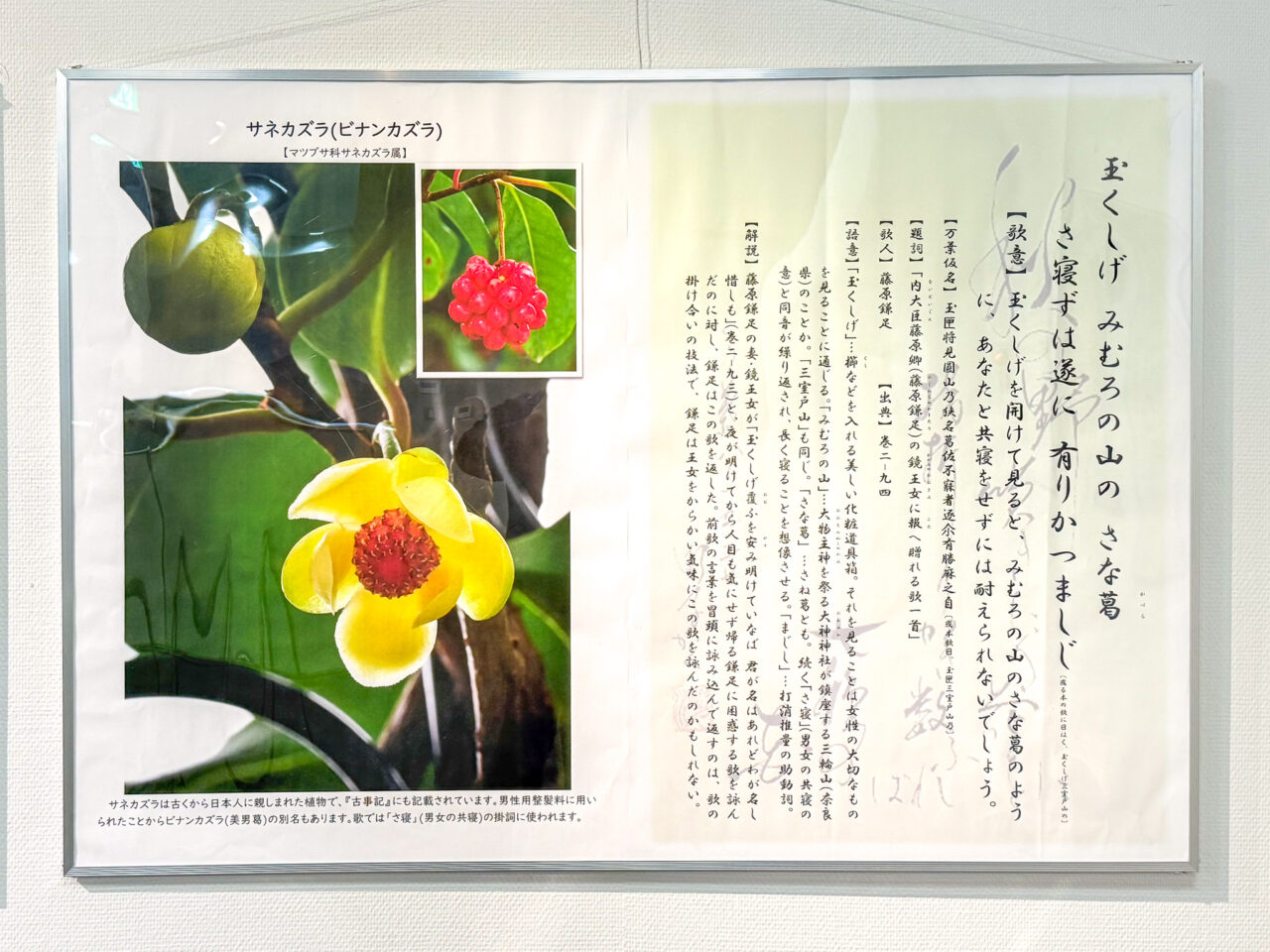 2026年5月 万葉集と山野草 Wildflowers-3