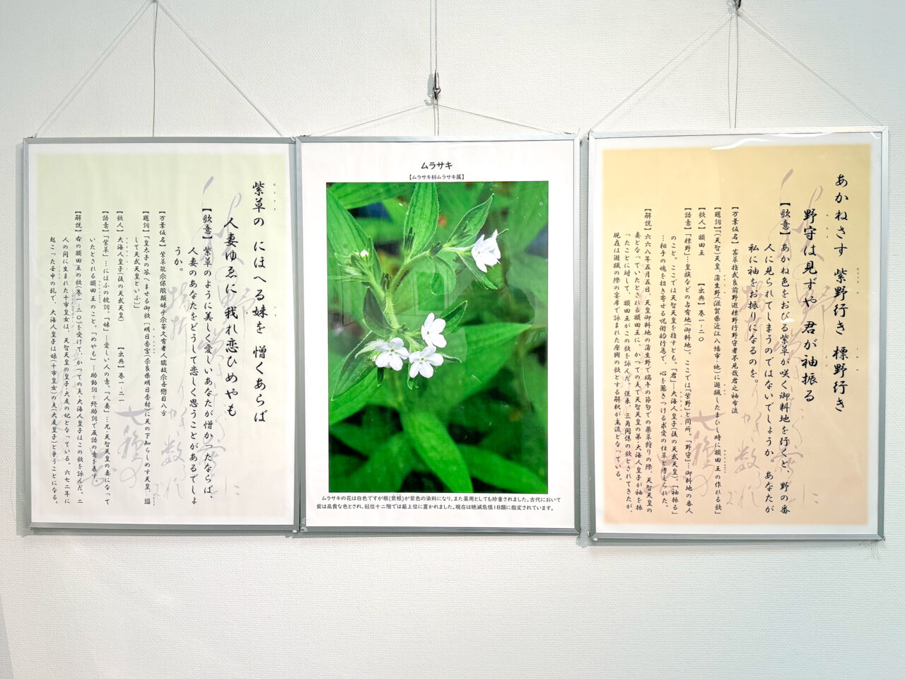 2026年5月 万葉集と山野草 Wildflowers-4