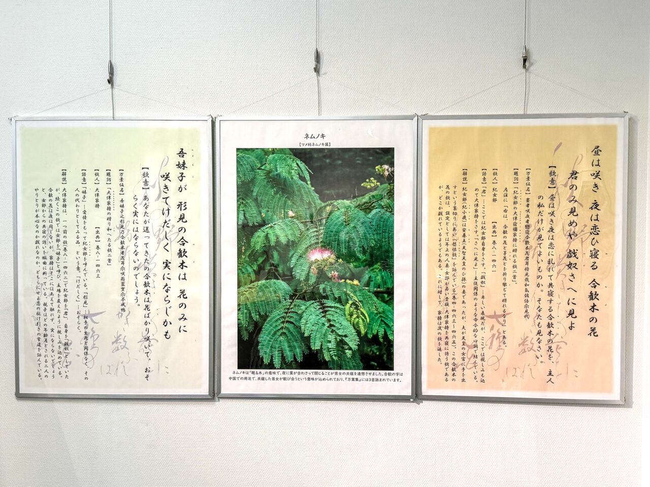 2026年5月 万葉集と山野草 Wildflowers-5