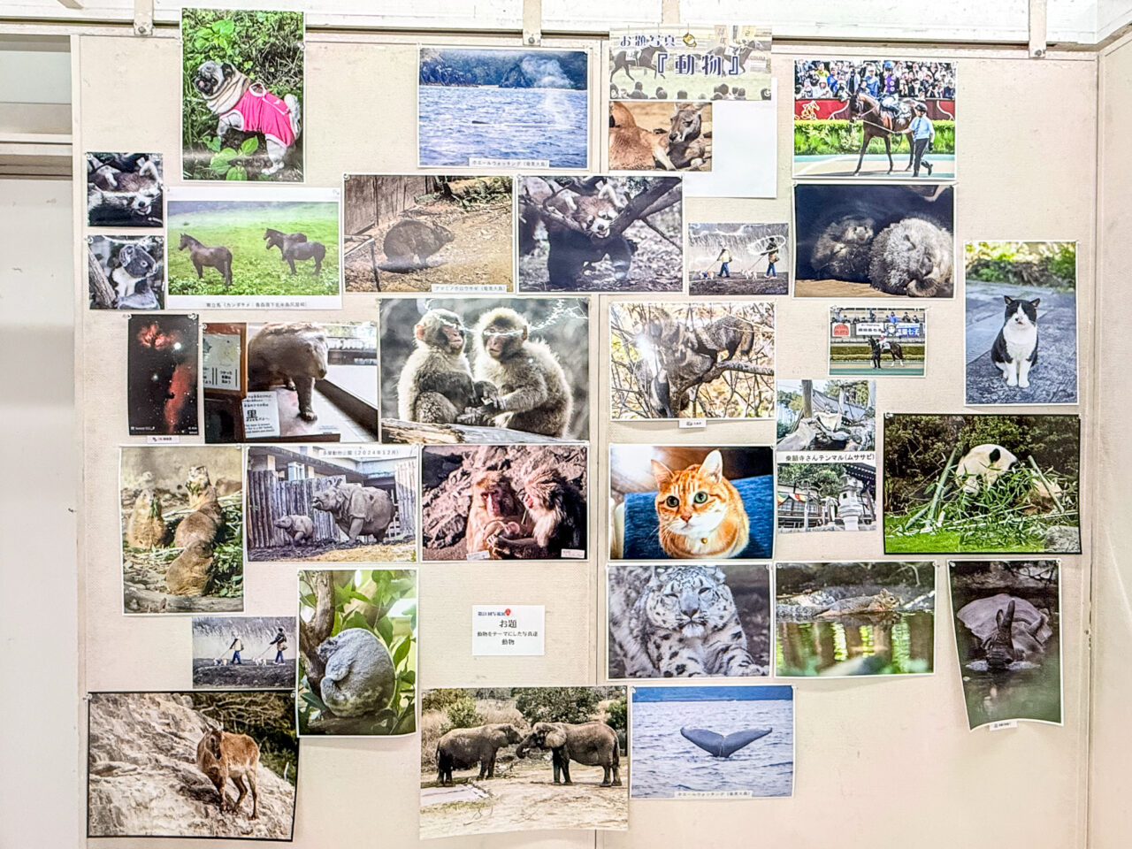 2026年5月 写流展 sharyu animal