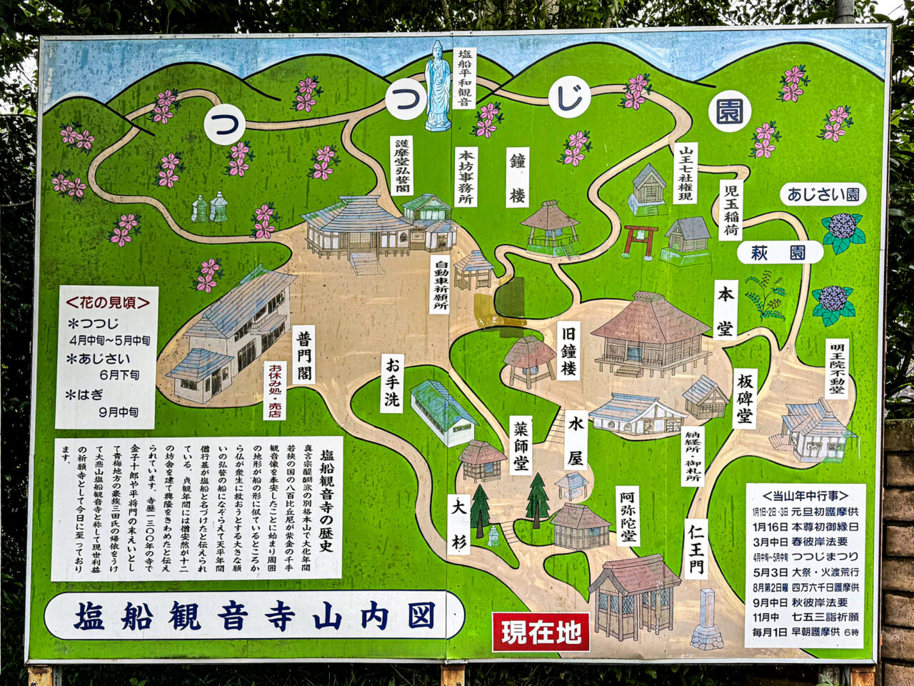 2026年7月 塩船観音寺の紫陽花-2
