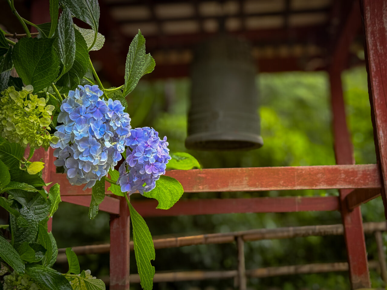 2026年7月 塩船観音寺の紫陽花-3