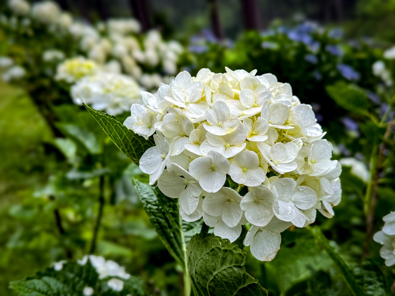 2026年7月 塩船観音寺の紫陽花-5