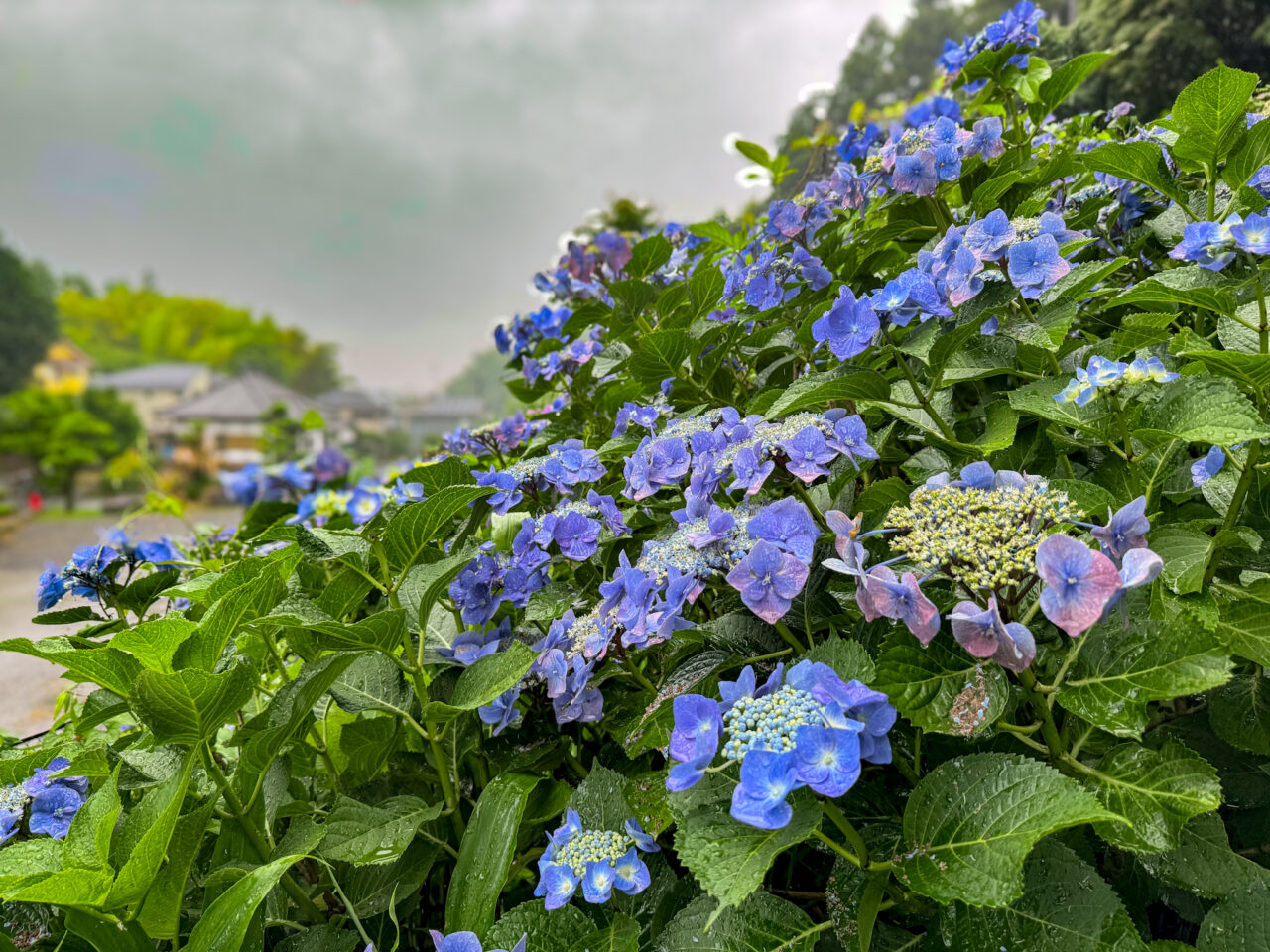 2026年7月 塩船観音寺の紫陽花-6
