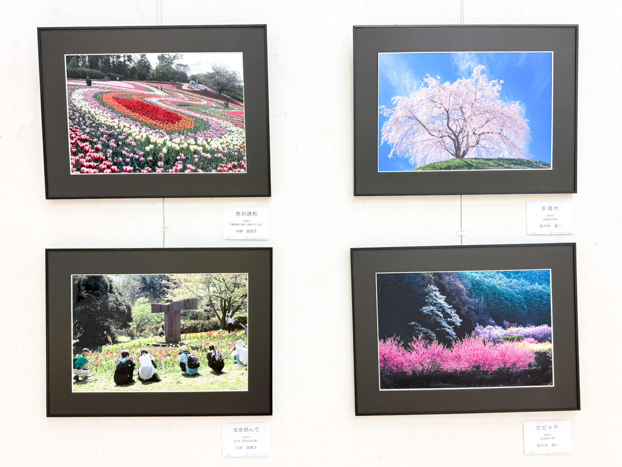 2026年6月 羽村市美術工芸展 写真の部 デジタルさくらサークル-1