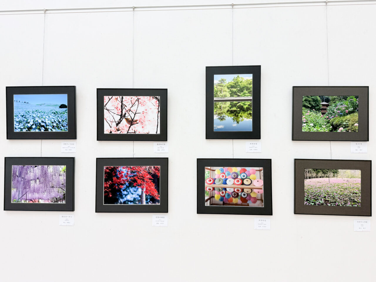 2026年6月 羽村市美術工芸展 写真の部 デジタルさくらサークル-3