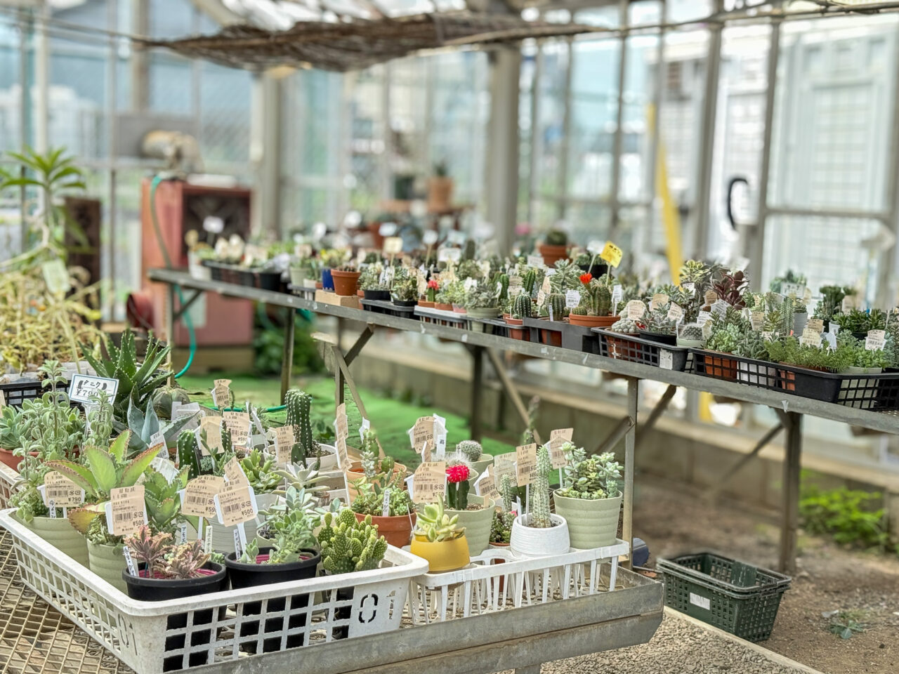 瑞穂町農畜産物直売所の観葉植物コーナー