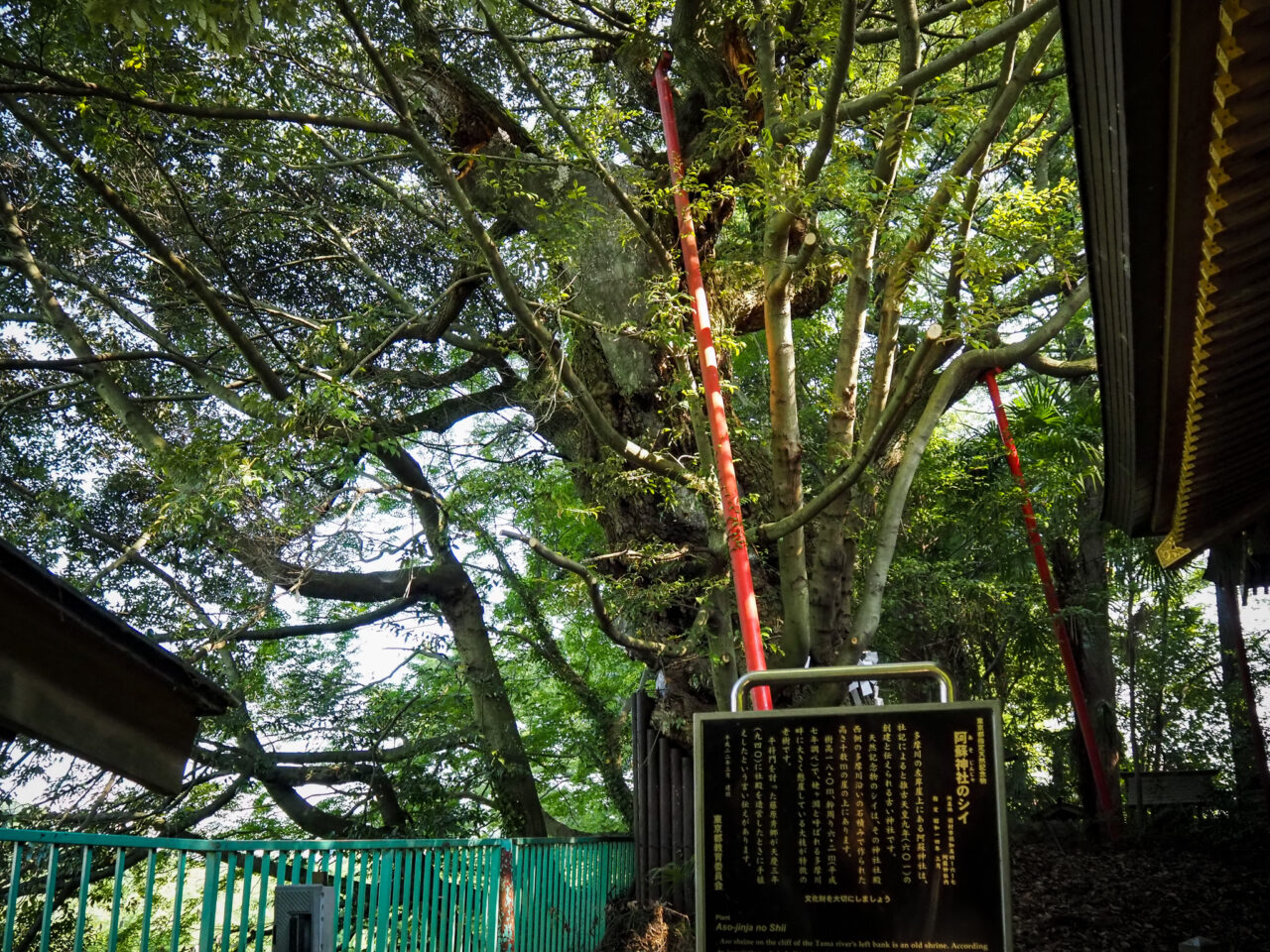 阿蘇神社のシイの木