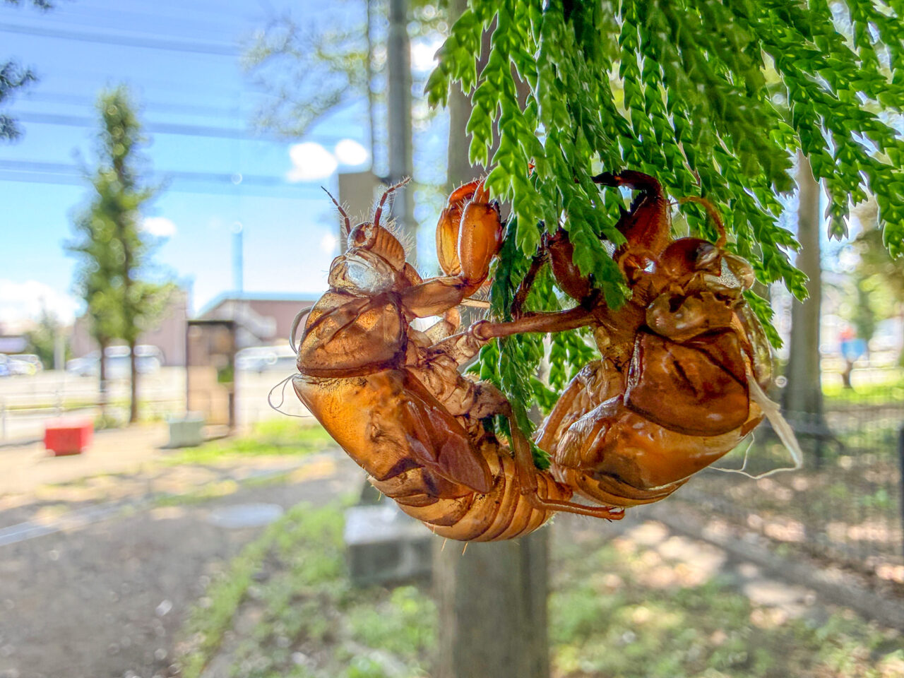 あさひ公園の蝉