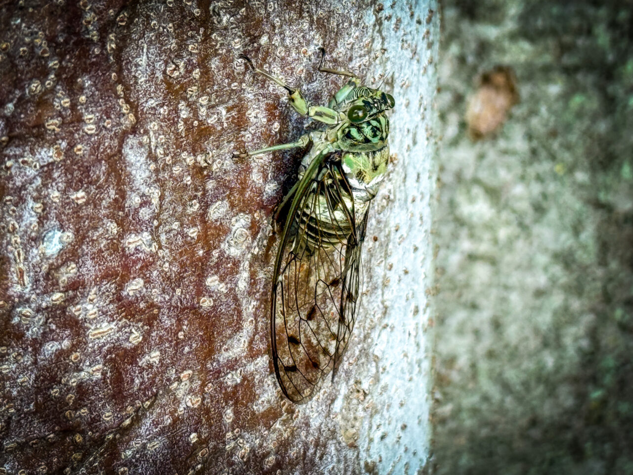 あさひ公園の蝉