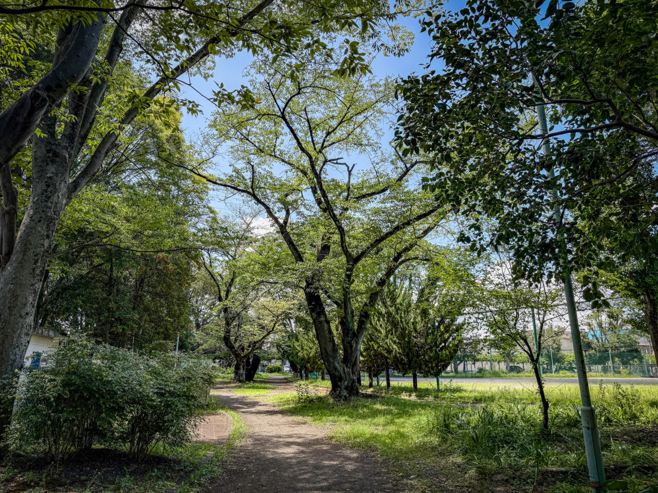 あさひ公園の小道