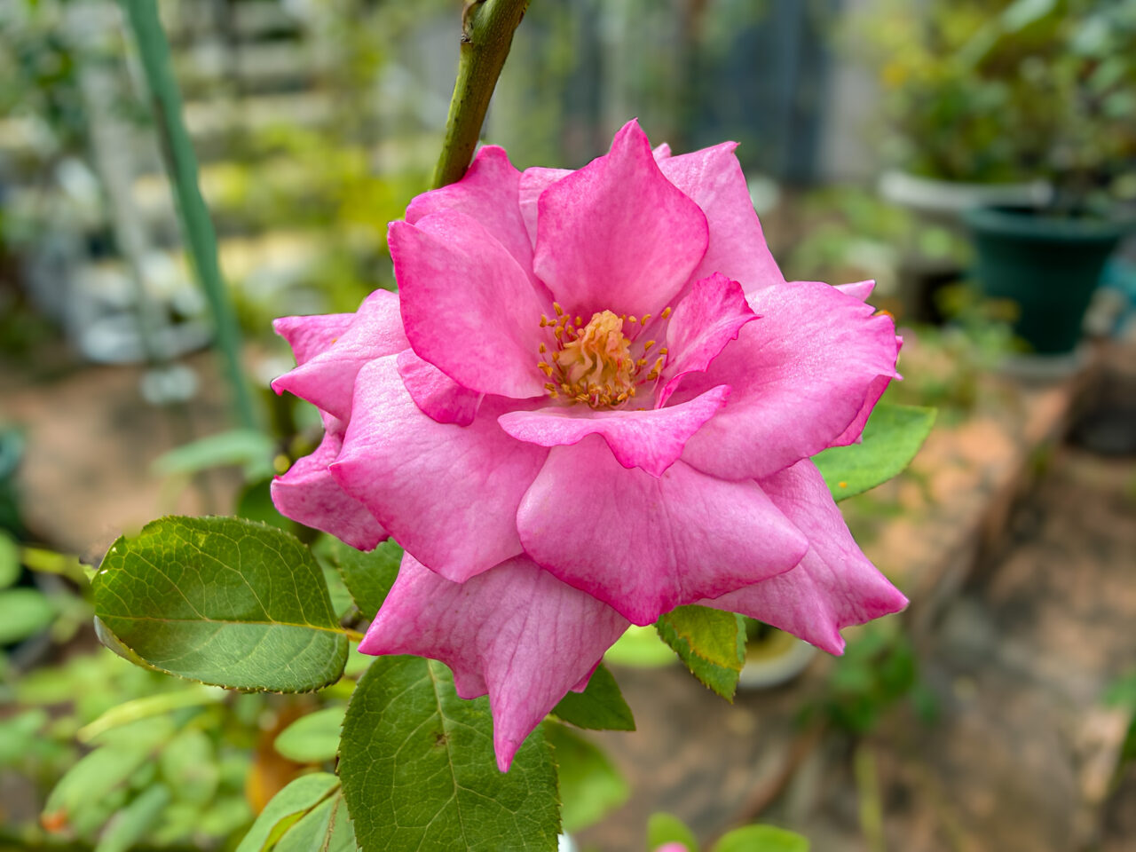 群青紀行：ローズ タウン ティー ガーデンの薔薇