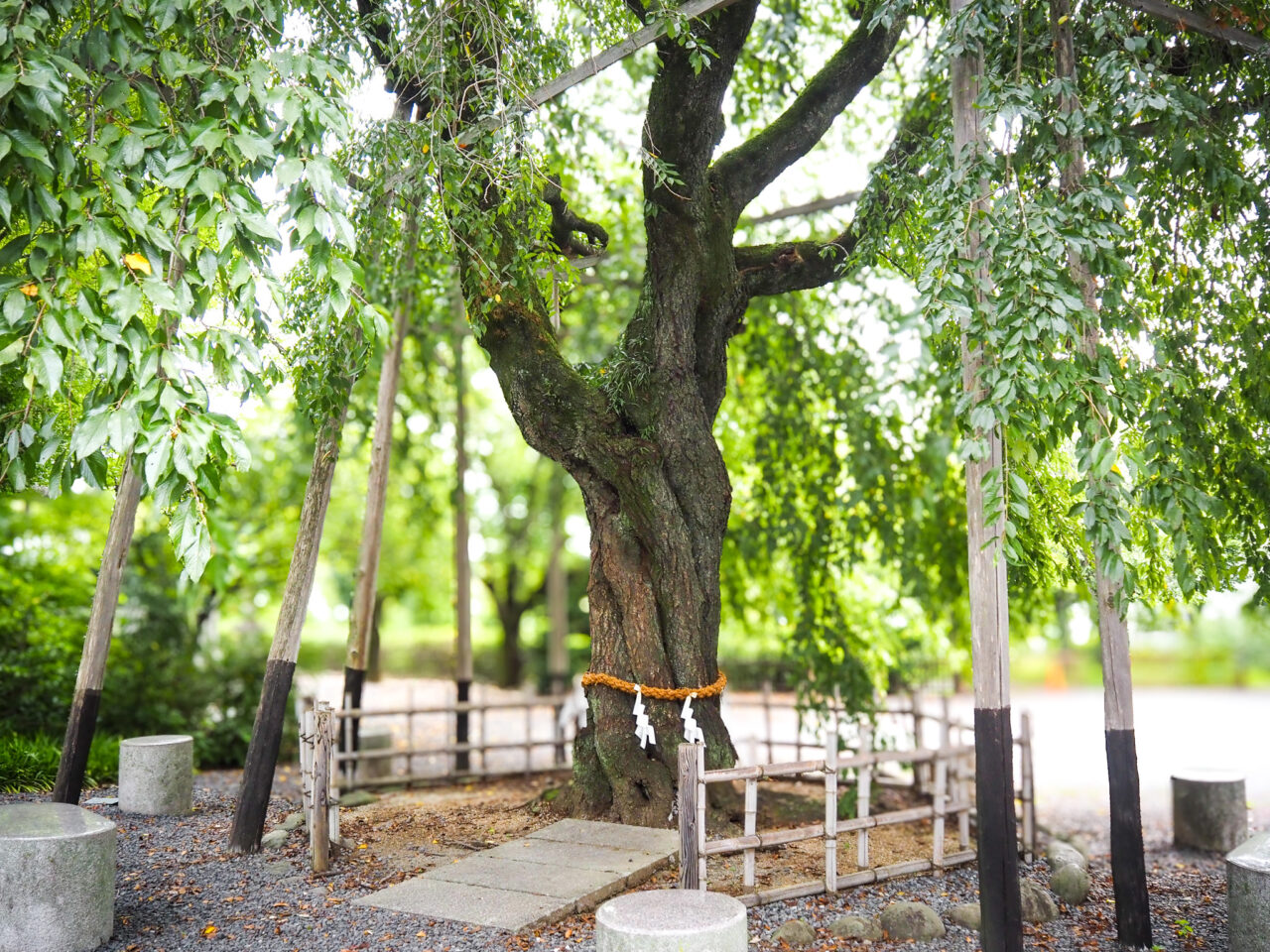 新町御嶽神社の御神木の桜